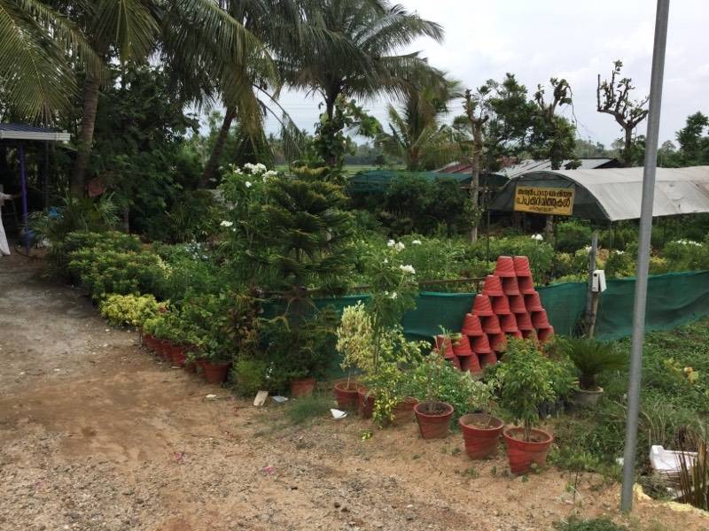 Top 30 Plant Nurseries In Pald Best Nursery Suppliers Plant Nurseries In Pald