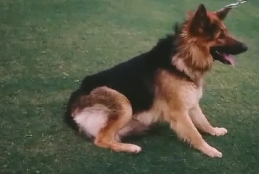 Dog Chain in Guwahati Durable, Stylish Heavy-Duty Justdial