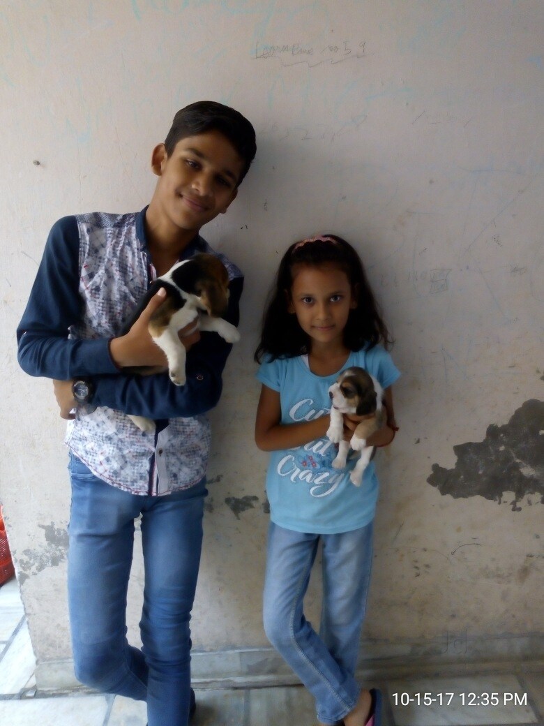 Top Kennel Service in Patiala Best Dog Kennels Justdial