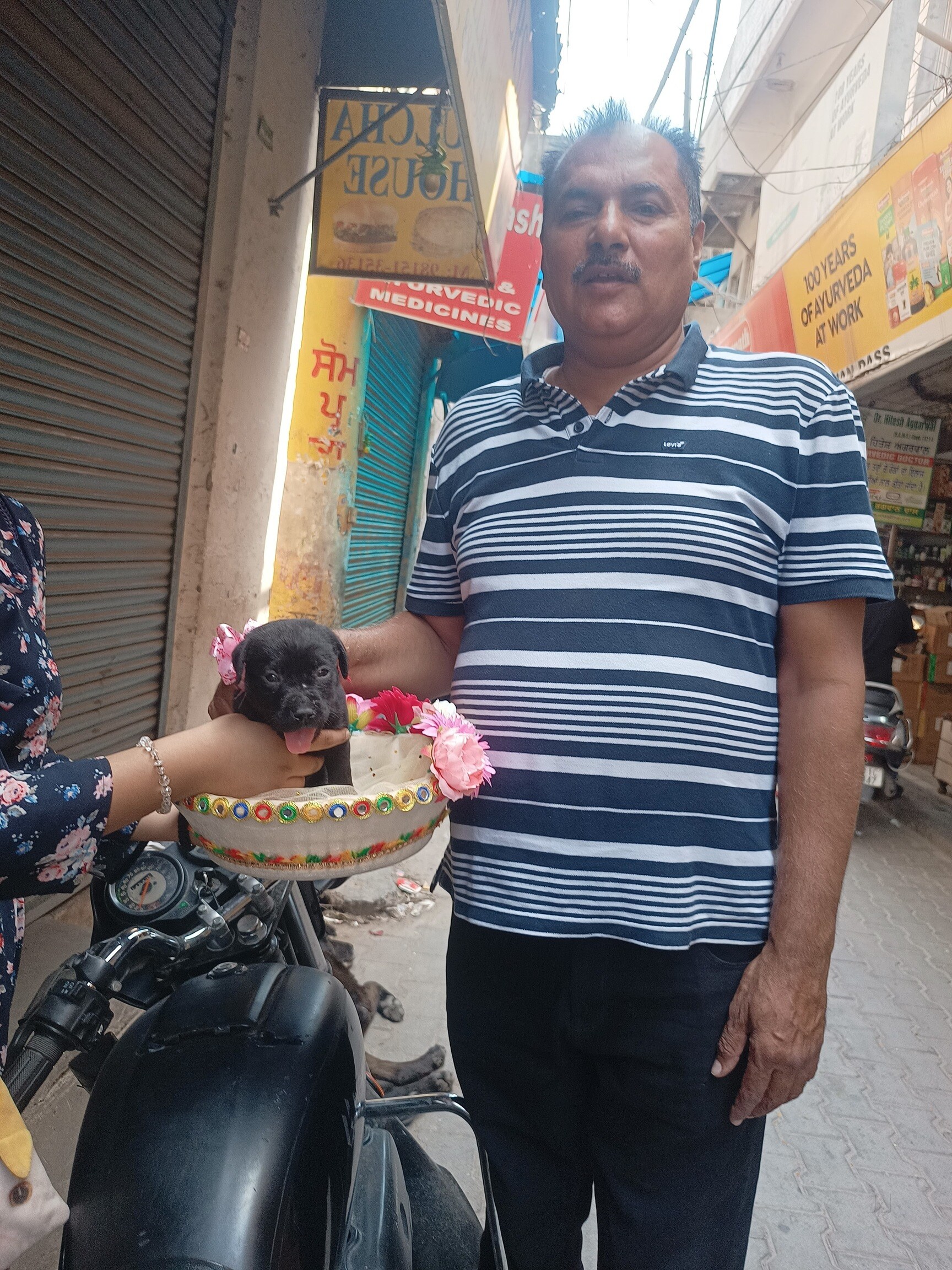 Top Kennel Service in Patiala Best Dog Kennels Justdial