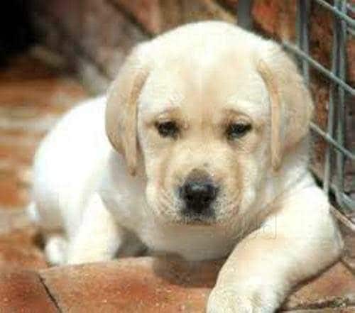 Pet Hub Patna Gpo S In Justdial Pet Hub Patna Gpo S In