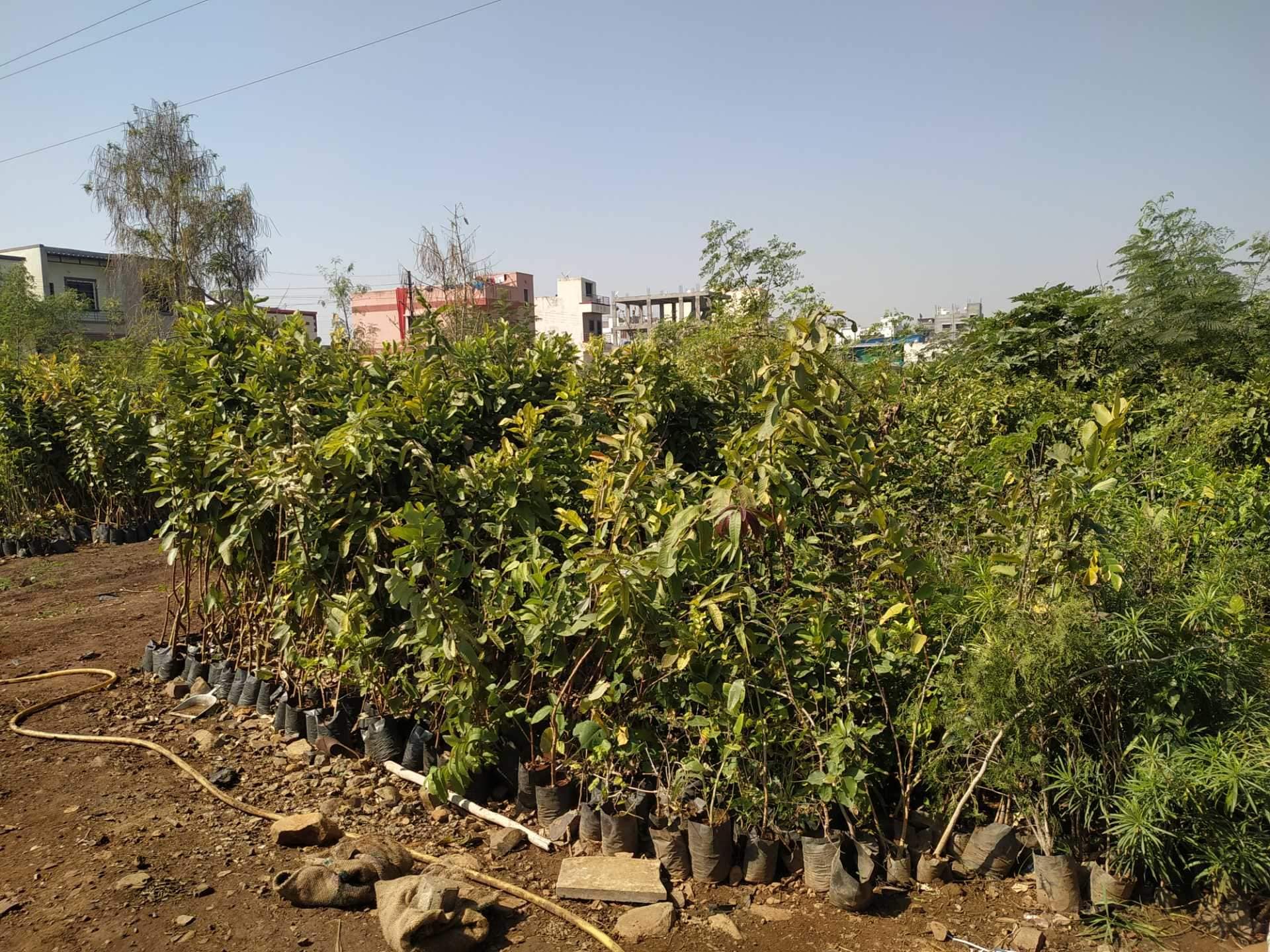 Catalogue Shreenath Rose Nursery in Pune Justdial