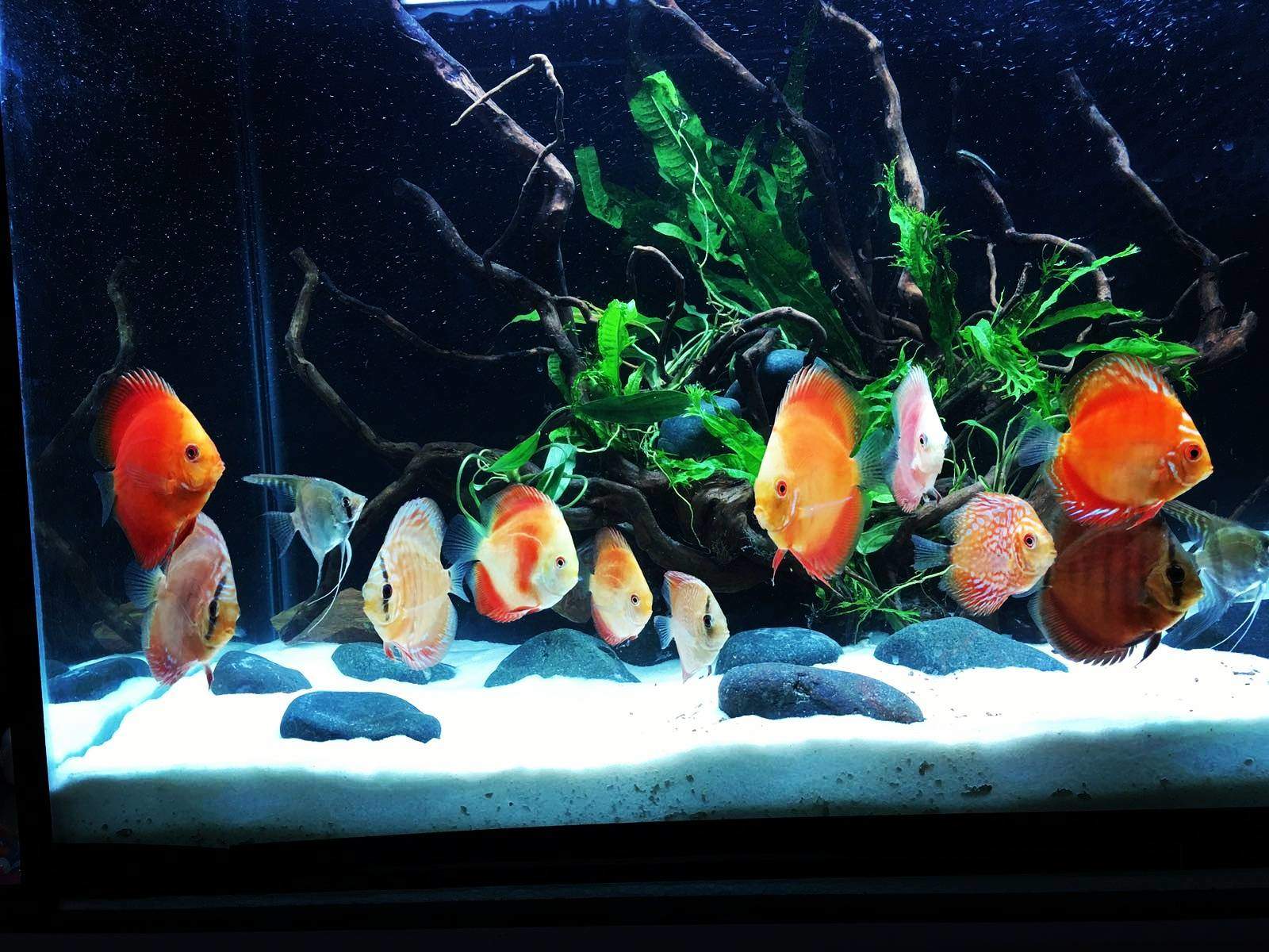 Aquarium Fish Aquarium Price Starting From Rs Find