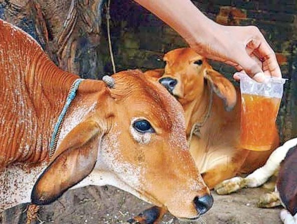 Cow Urine Gau Mata Urine Price Starting From Rs Find - Main Image