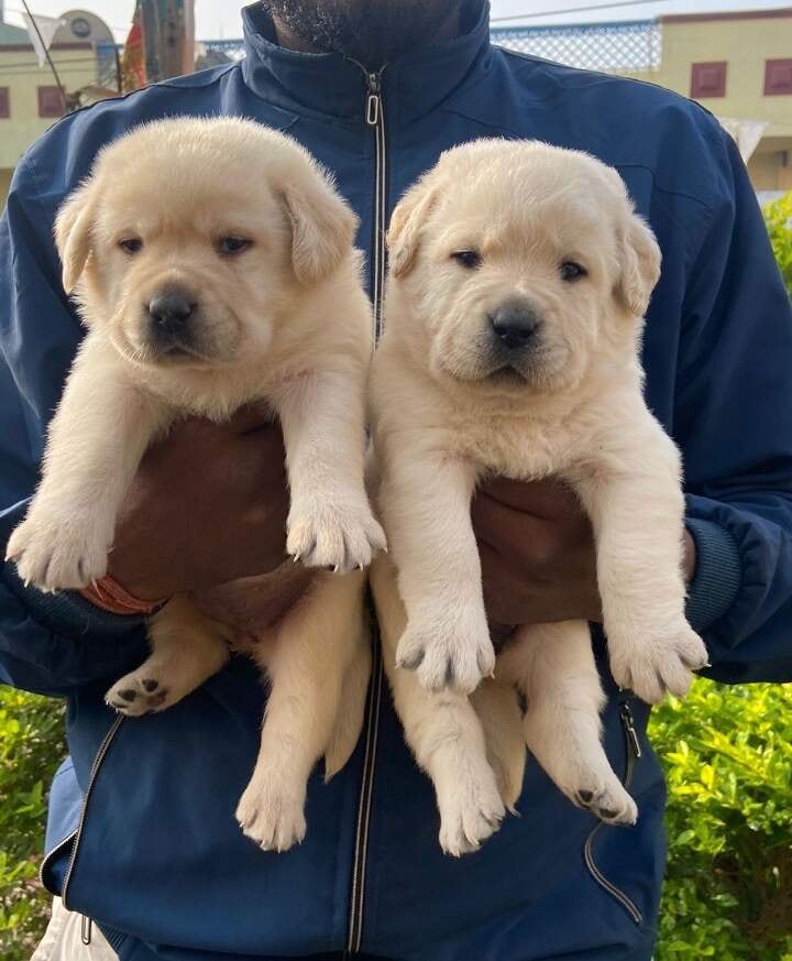 Kolkata Pet Resort In The Gardens Dog Kennel In Kolkata Spacious