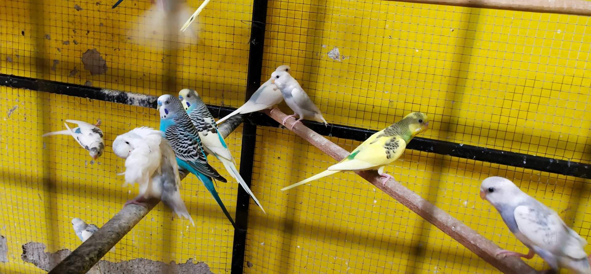 Top Pet Shops in Dhamtari Best Pet Store near me Justdial