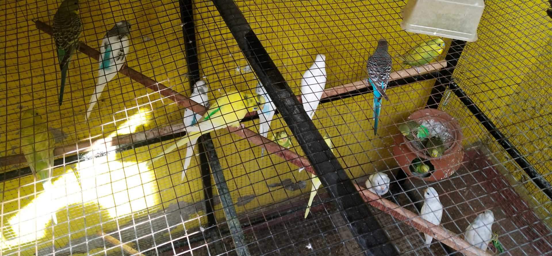 Top Pet Shops in Dhamtari Best Pet Store near me Justdial