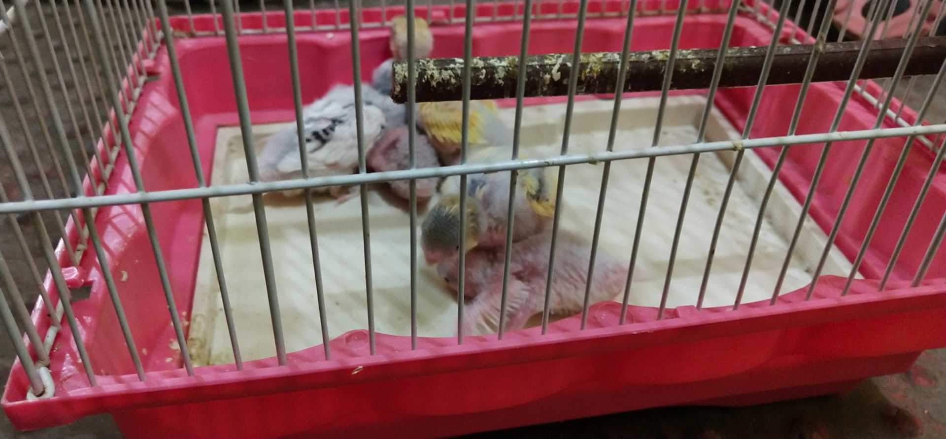 Top Pet Shops in Dhamtari Best Pet Store near me Justdial