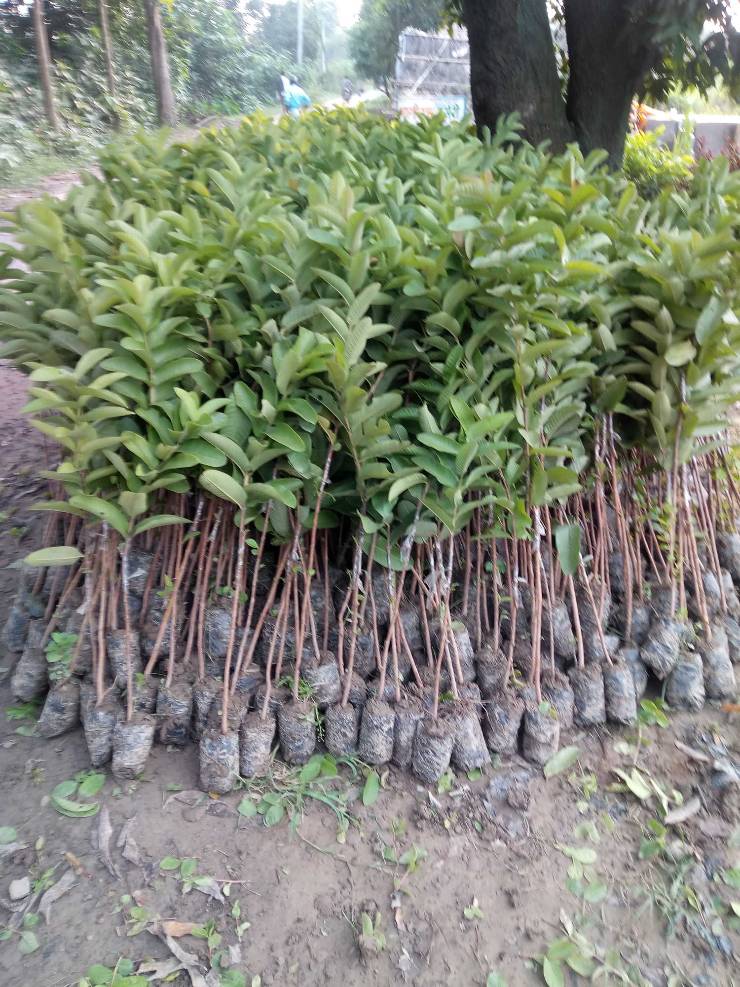 Catalogue Raj Nursery in Raipur Ho , Raipur Chhattisgarh Justdial