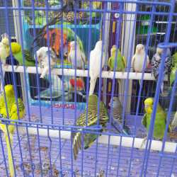 Raja Babu Birds And Pet Shop in Kantatoli Ranchi Best Pet Shops near me in Ranchi Justdial