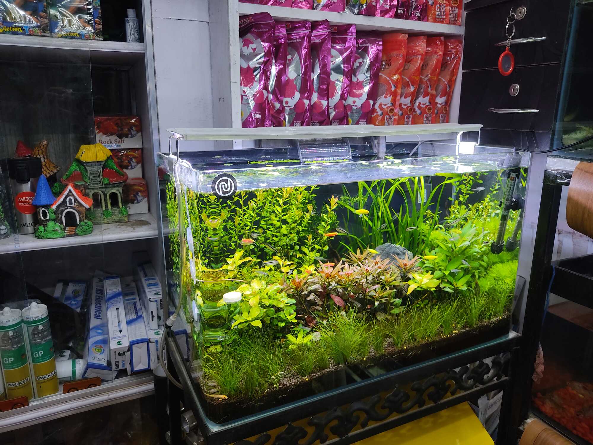 Top Aquarium Equipment Dealers in Ranchi near me Justdial