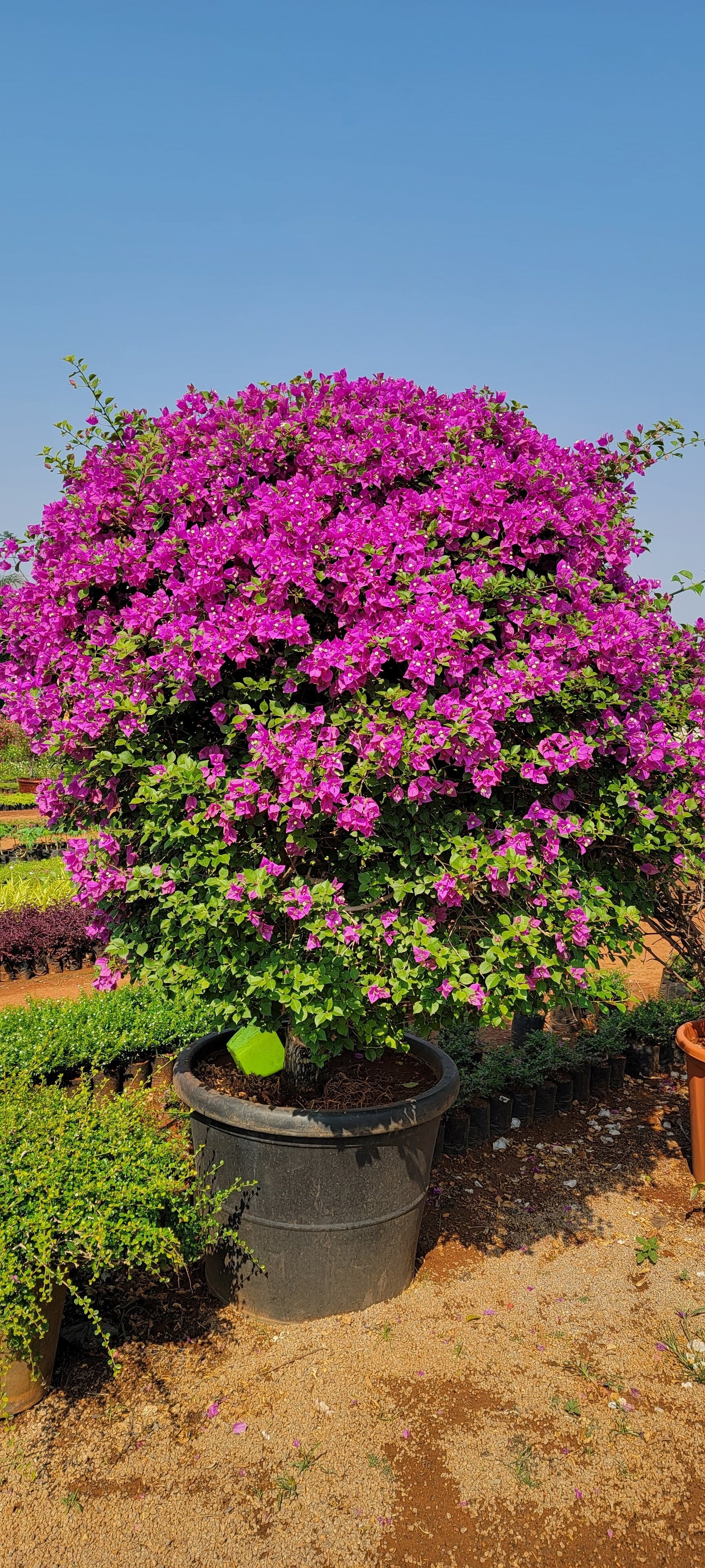 Catalogue Ezaz Nursery in Shamshabad , Rangareddy Justdial