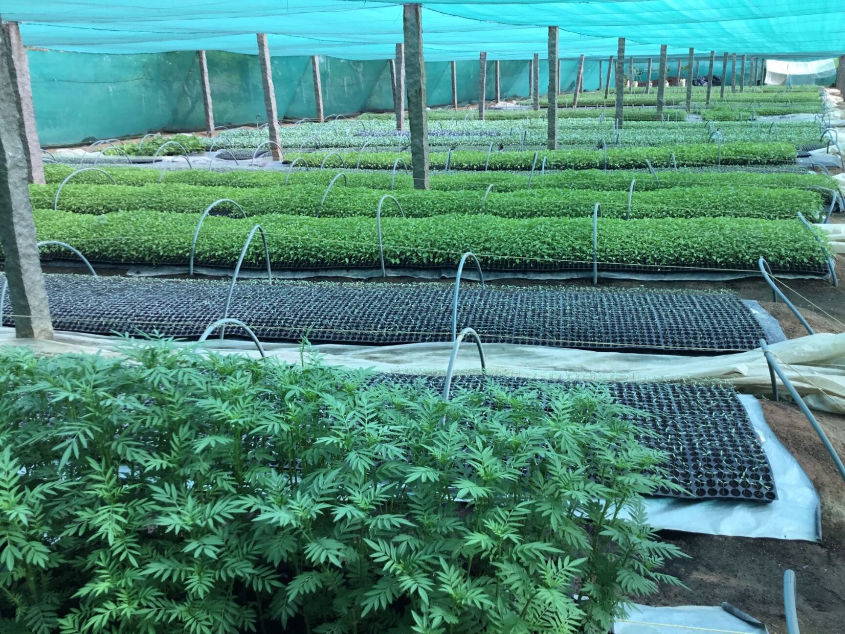 Top 50 Plants On Hire in Hyderabad Best Plants On Rent Justdial