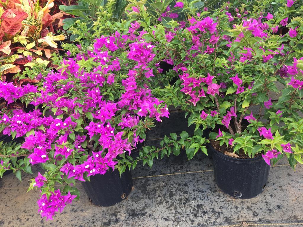 Top Plant Nurseries in Deevattipatti,Salem Best Government Plant