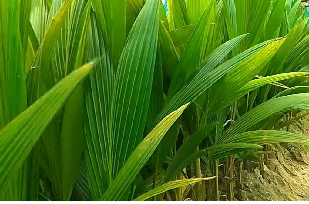 Top Plant Nurseries in Deevattipatti,Salem Best Government Plant