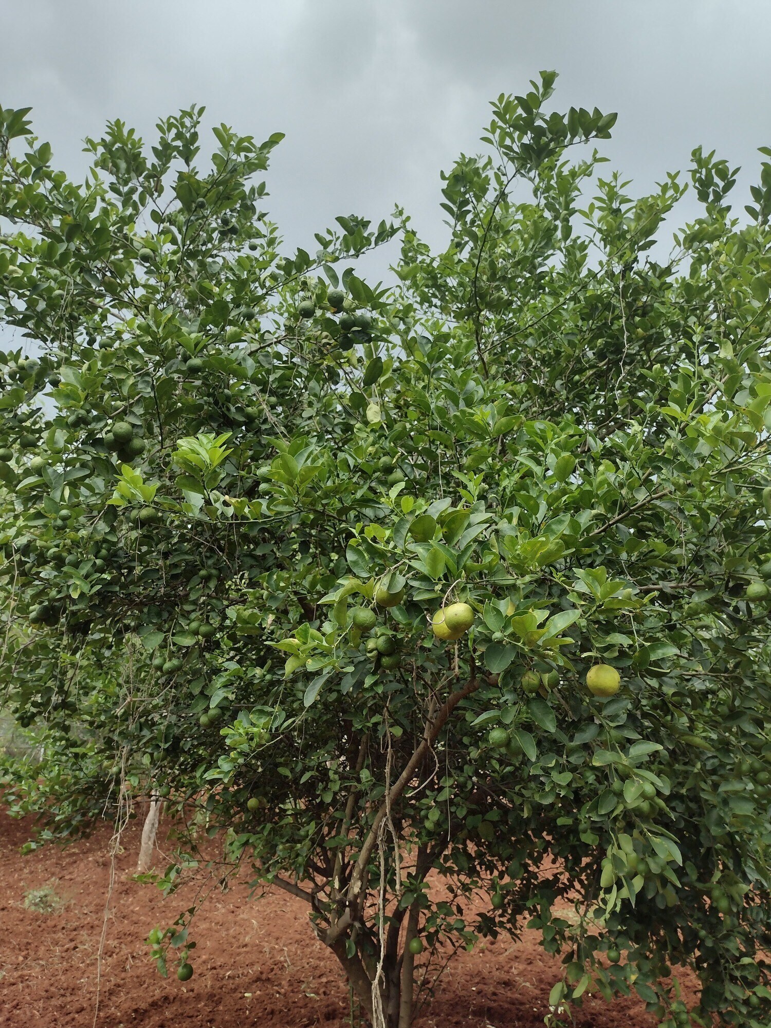 Top Plant Nurseries in Deevattipatti,Salem Best Government Plant