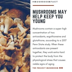 glutathione fatty liver benefits The Truth About Mushroom Coffee: Benefits vs. Hype main image 0