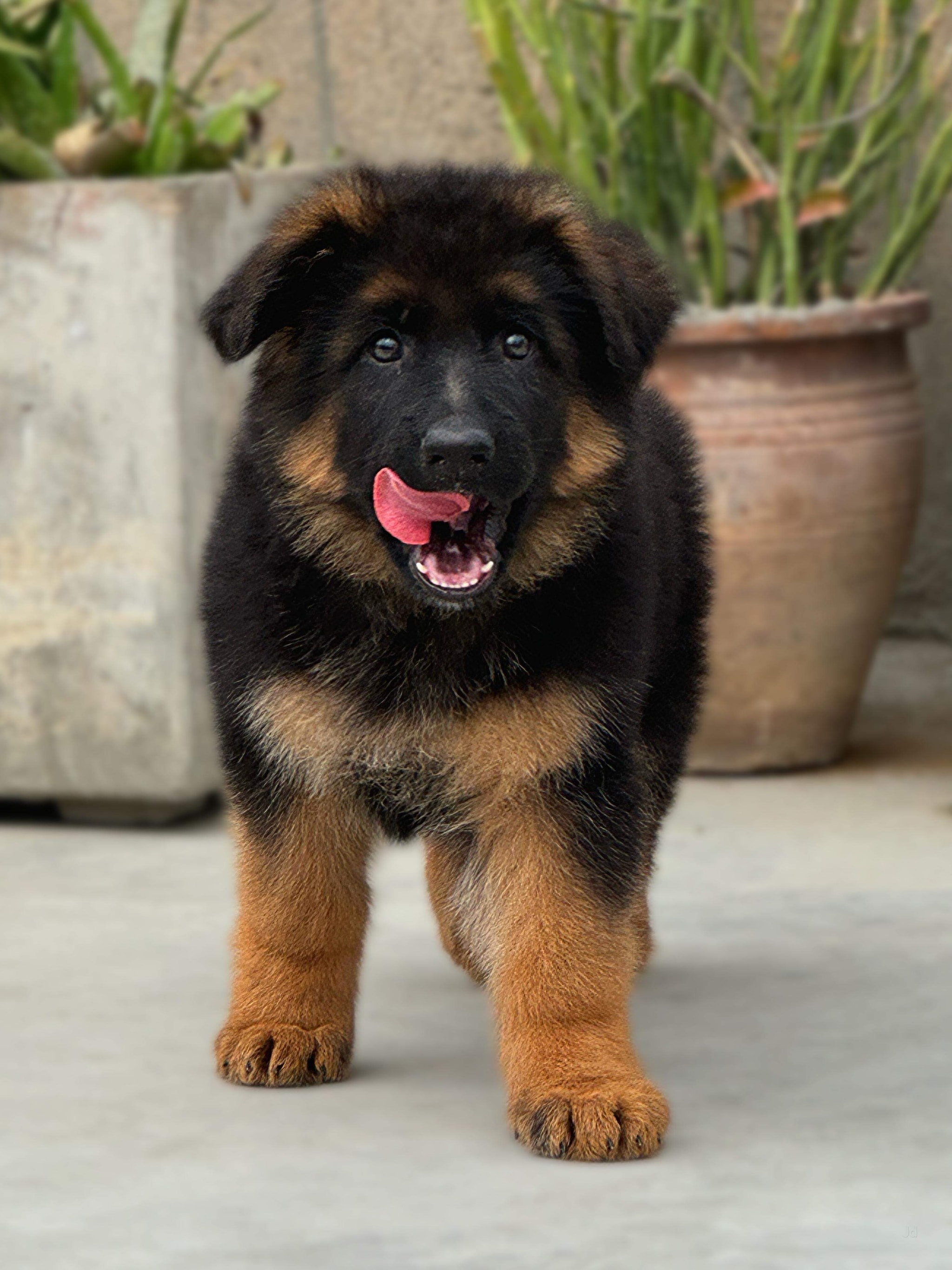 Anna Nagar Pet Dog Dealers Near Me Golden Retriever Price In