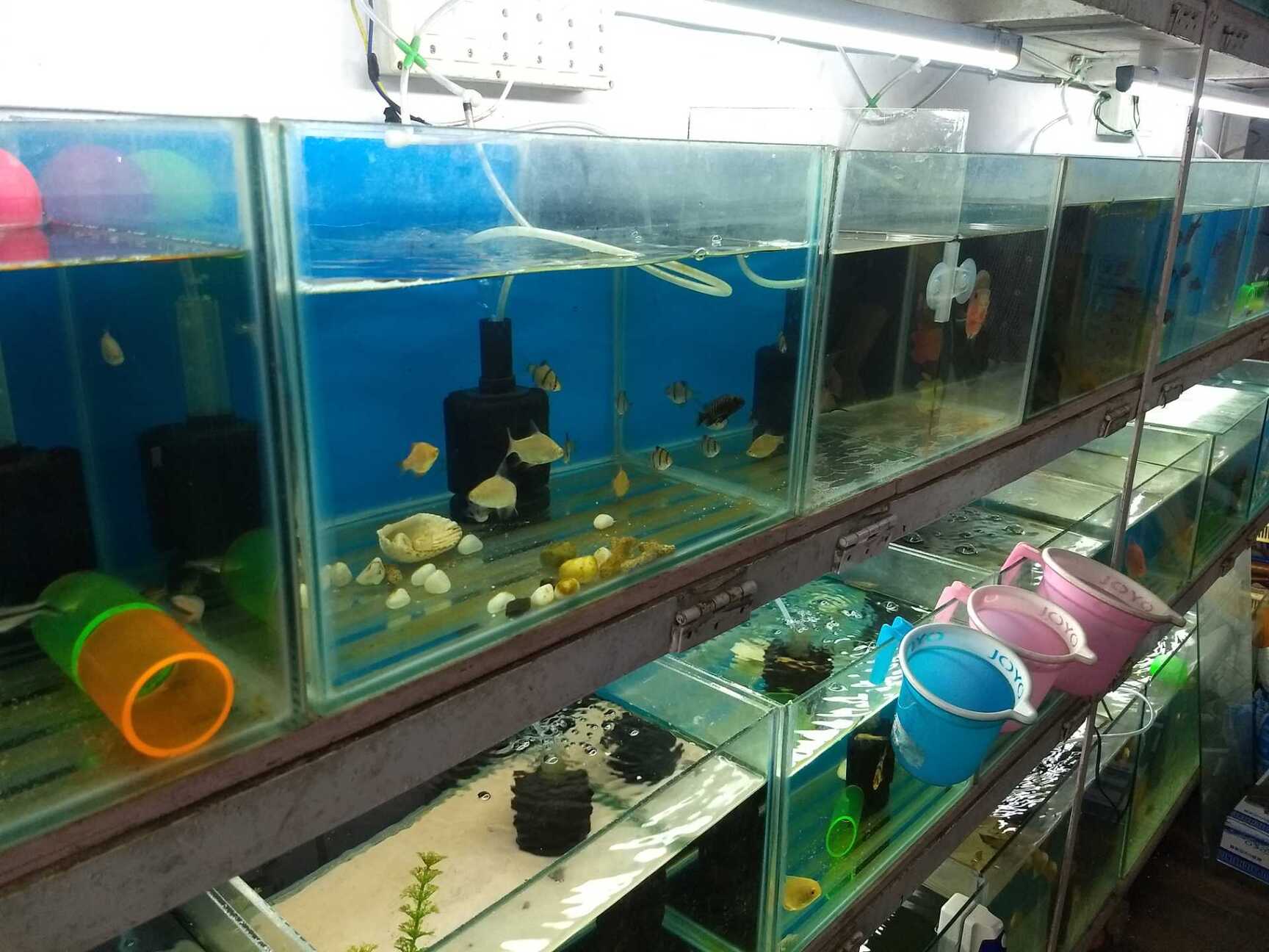 aquatic fish shop near me
