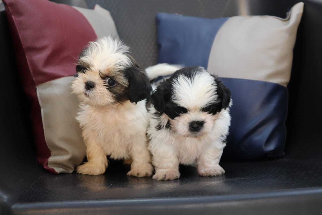 Top 50 Pet Shops For Dog in Mira Road Best Pet Store Justdial