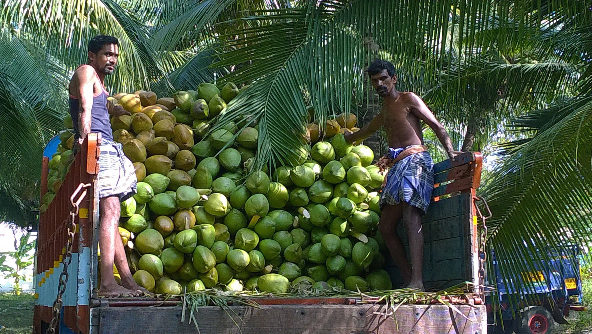 Top Coconut Wholesalers in Theni Best /b2b/food And Beverages