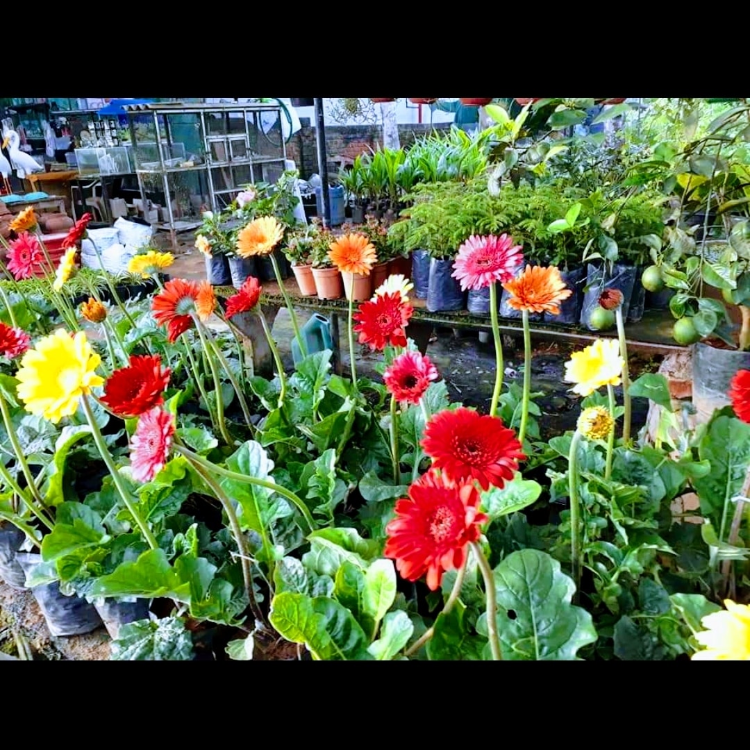 Catalogue Vedamayi Plants in Thiruvananthapuram Justdial