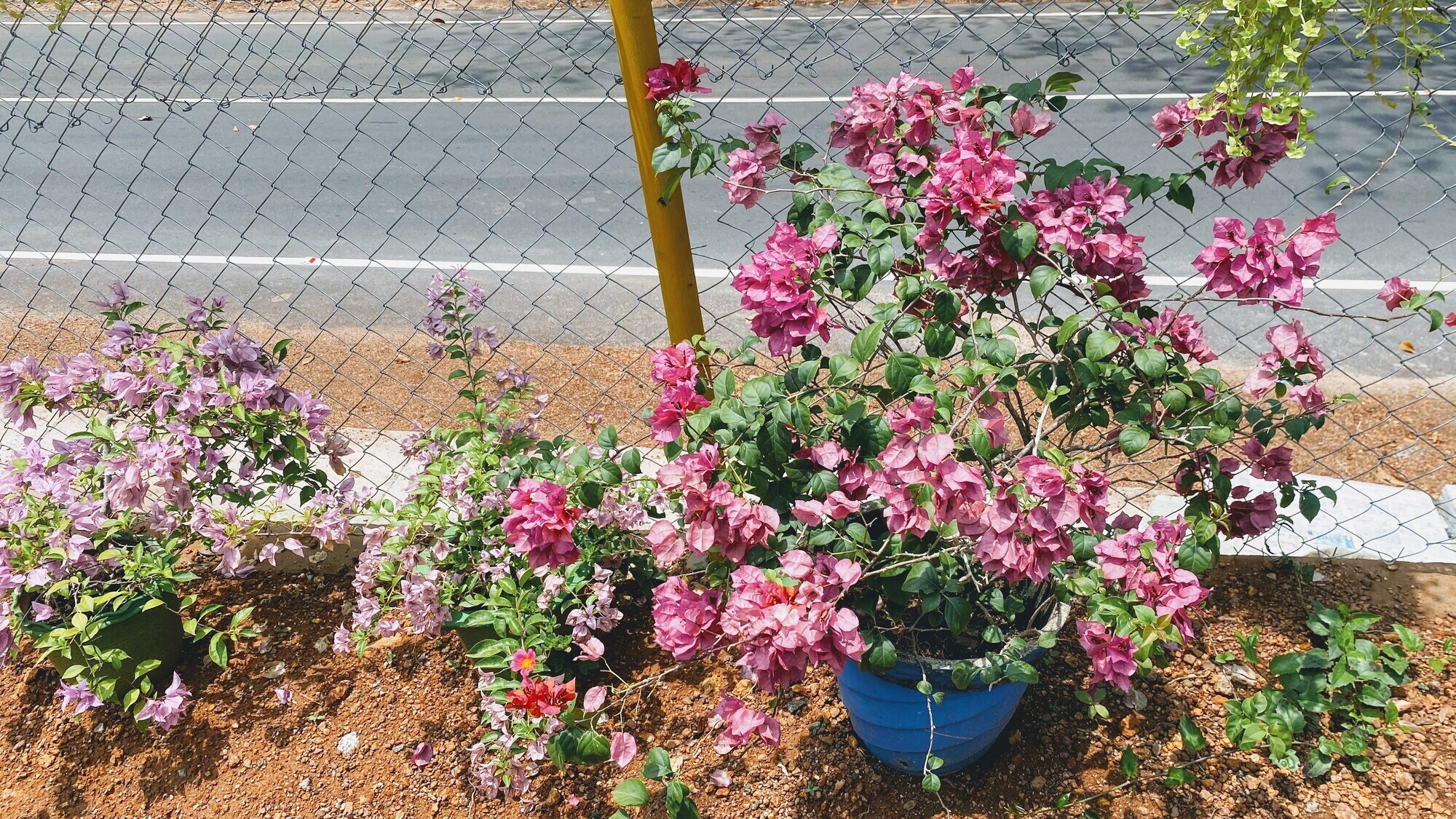 Catalogue Garden Center Nursery in Thiruvananthapuram Justdial