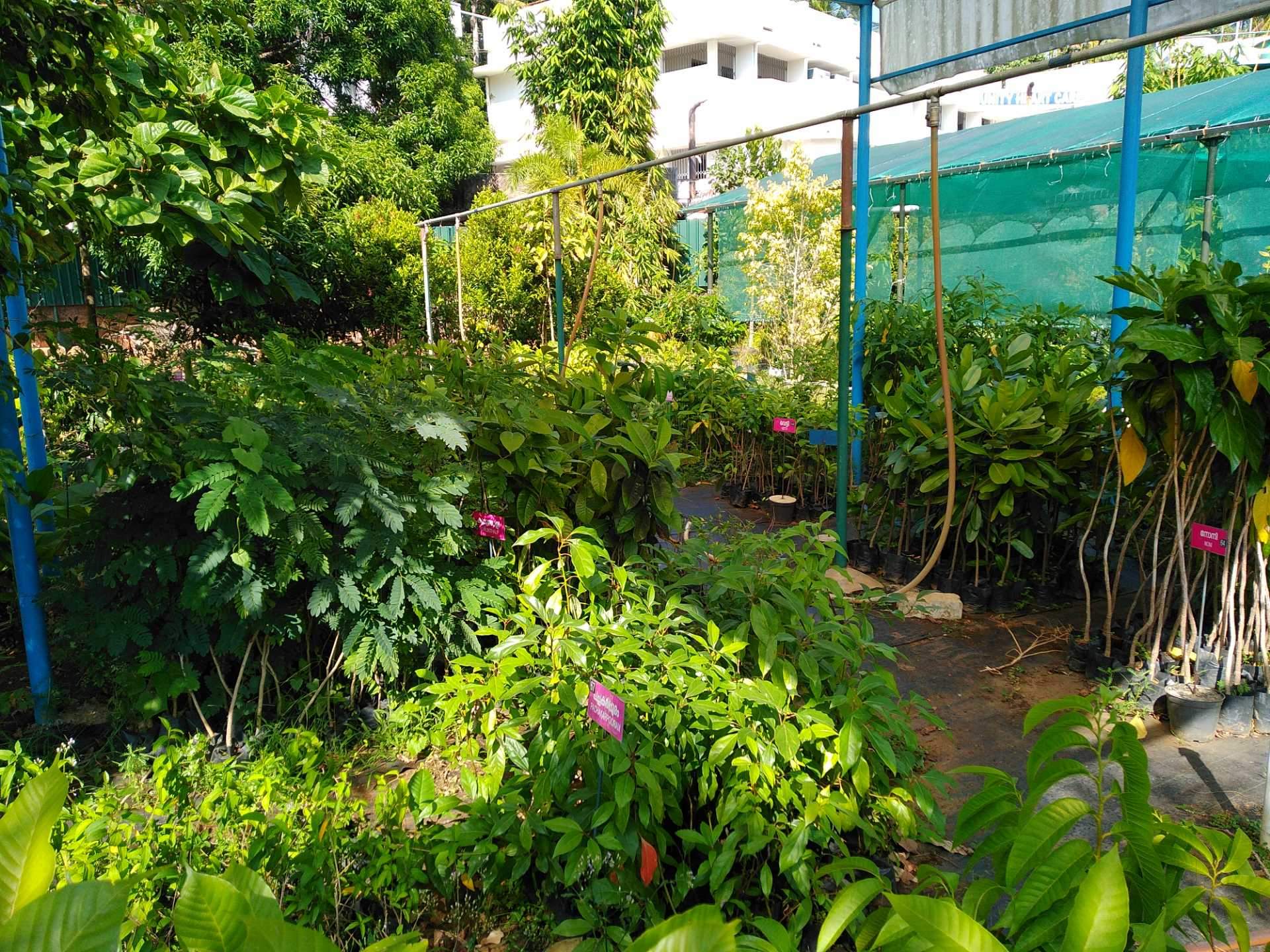 Top 50 Fruit Plant Nurseries In Kerala Best Custard Le Fruit Plant Nurseries Kerala Thrissur