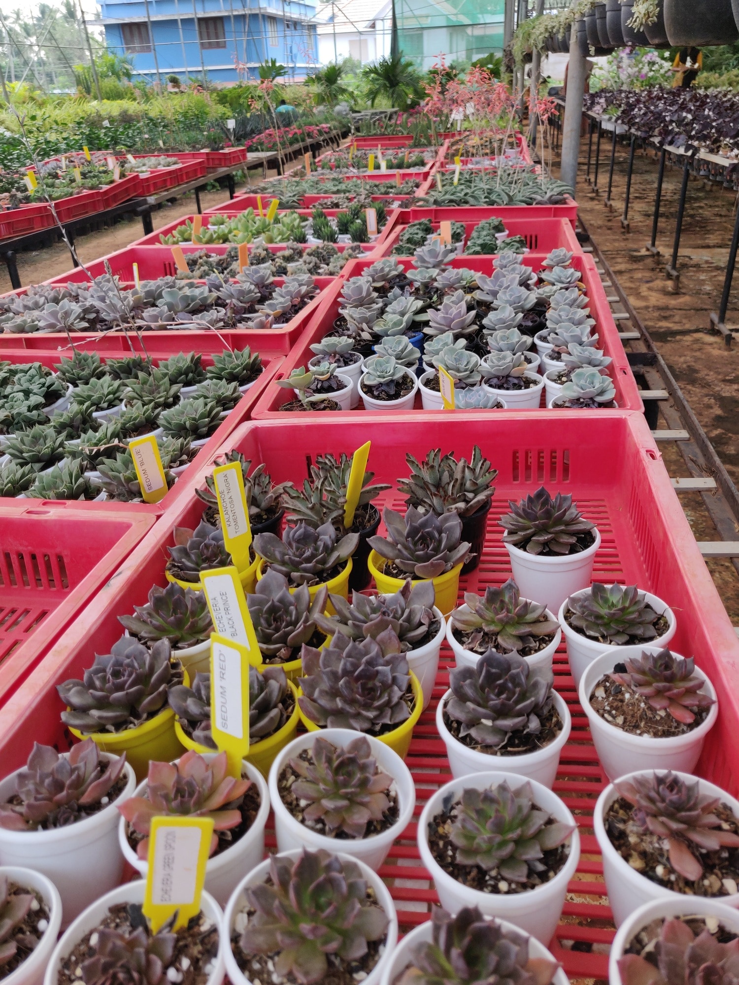 Flower Nursery Kitchener Best Flower Site