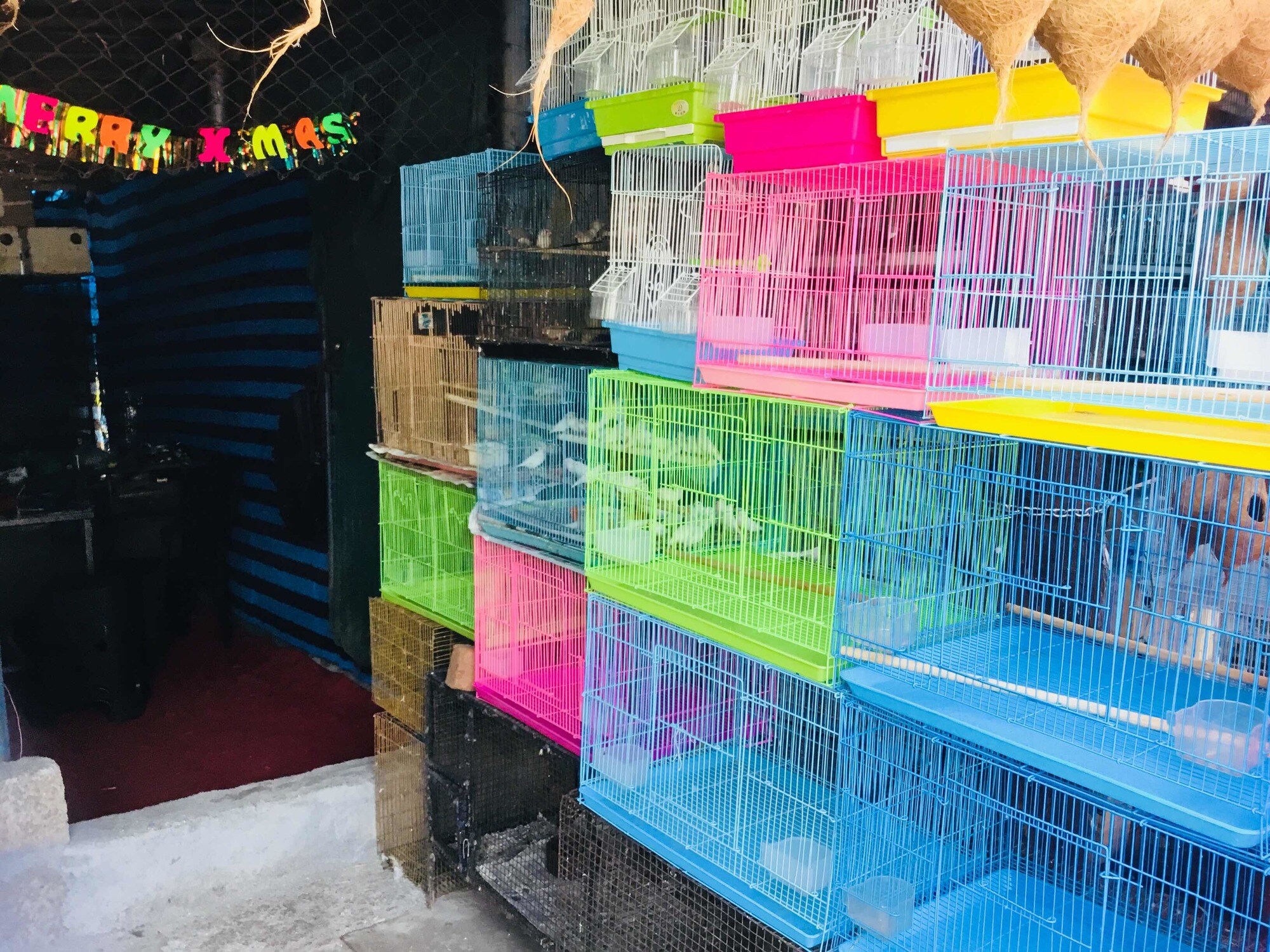 Top Pet Shops For Rabbit in Thrissur City Best Pet Stores For Rabbit