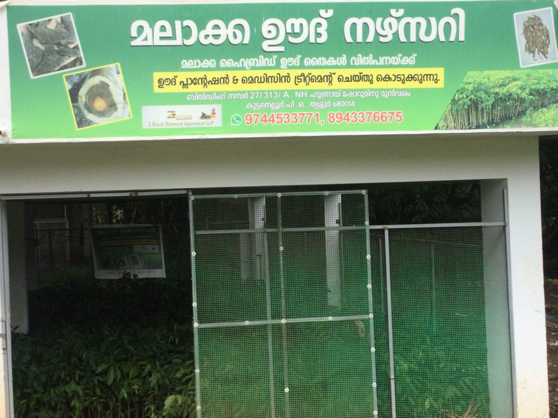 Top 20 Tree Nurseries in Mannuthy Best Nursery Tree Creepers Thrissur