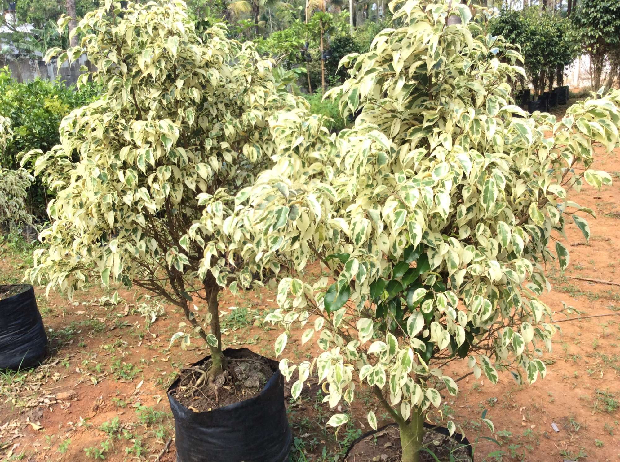 Top 50 Fruit Plant Nurseries In Thrissur Best Custard Le Fruit Plant Nurseries In Thrissur
