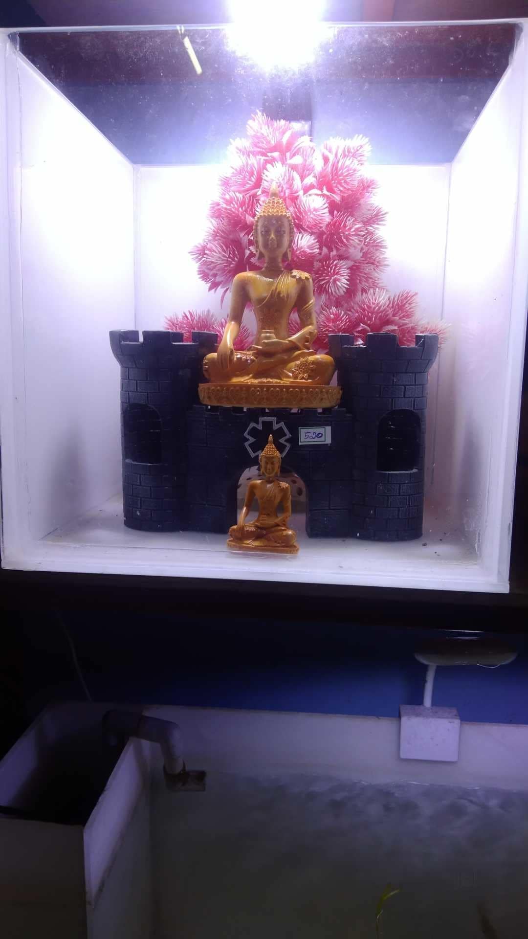 Top Fish Aquarium Dealers in Trichy Best Fish Aquarium Shops Justdial