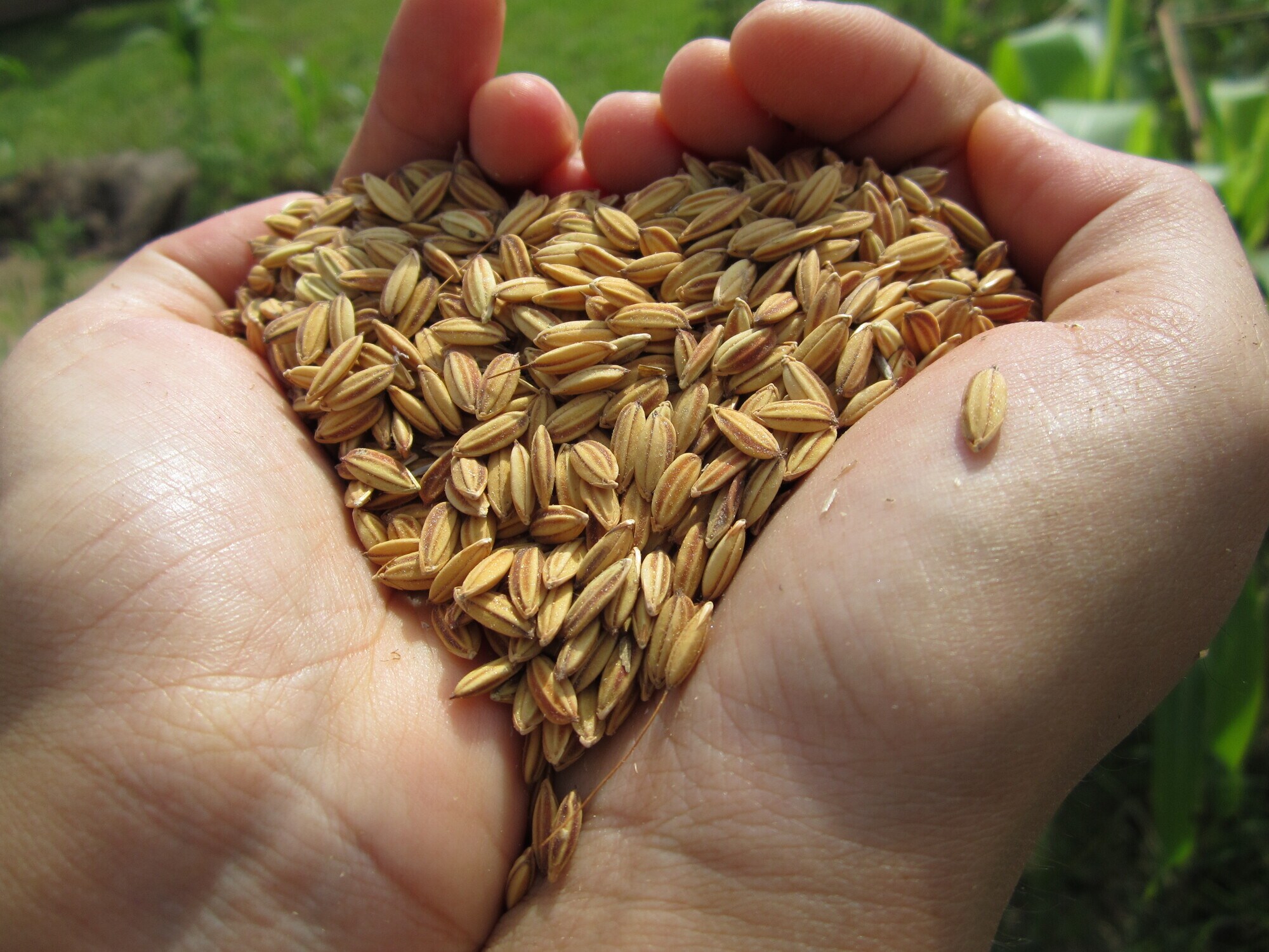 Hashmi Rice Mills Mahalakshmi Rice Mill in Poonampalayam, Trichy - Best Rice Mills in ...