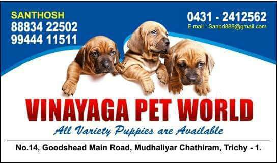 Karunya Animal Welfare Organisation Animal Welfare Organisations In Trichy Justdial