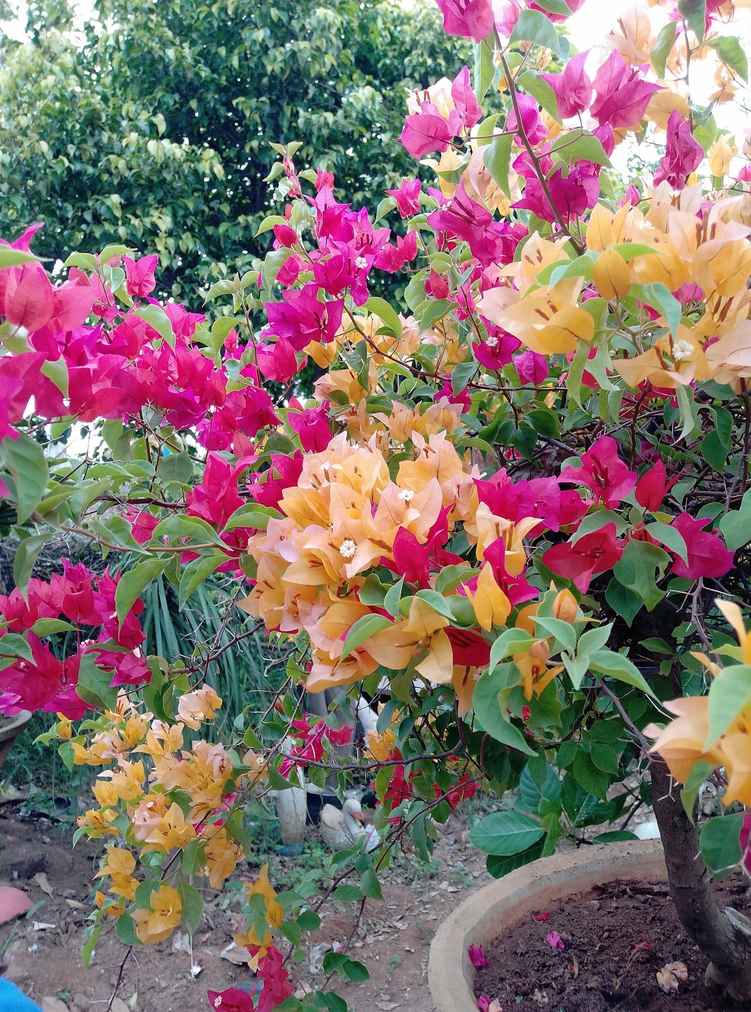 Catalogue Uzhavan Nursery in Trichy Justdial