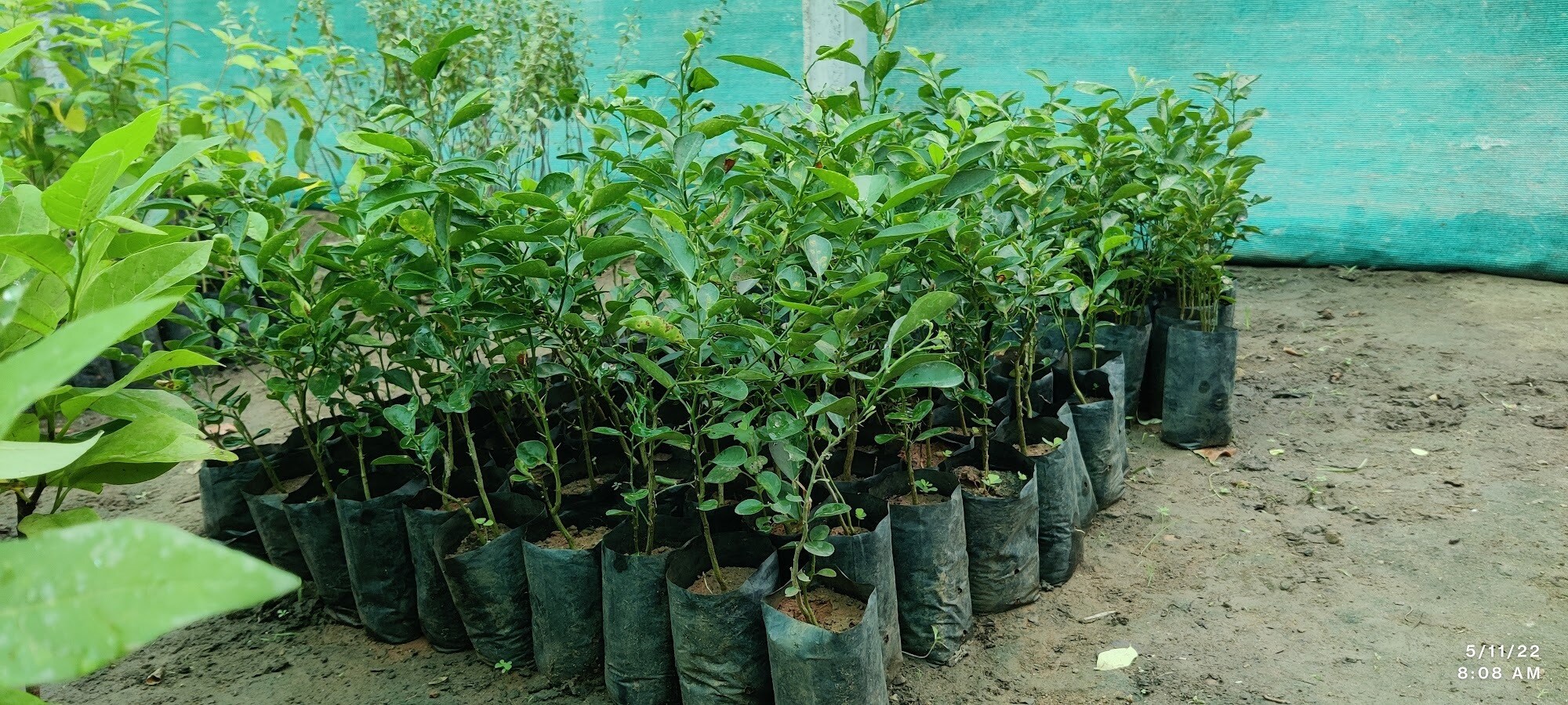 Catalogue Uzhavan Nursery in Trichy Justdial