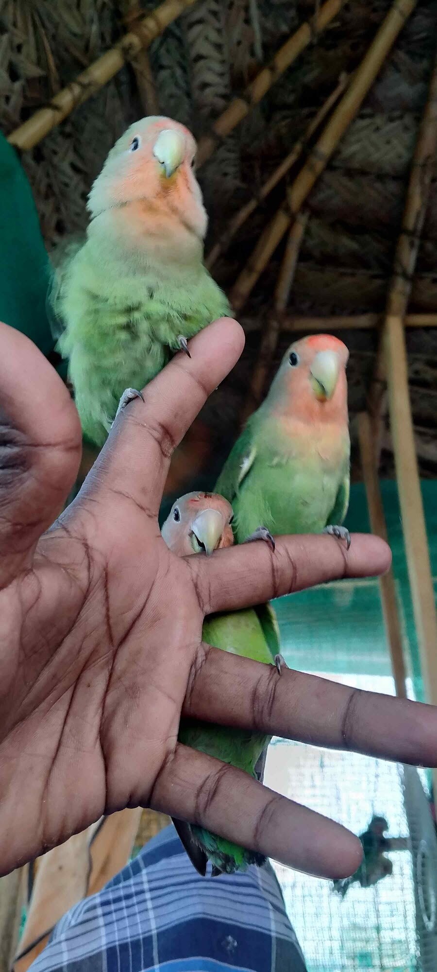 Top Fish Aquarium Dealers in Trichy Best Fish Aquarium Shops Justdial