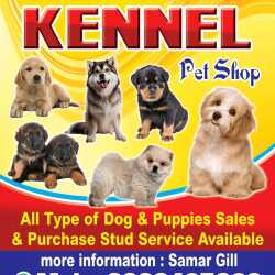 Kennel shops near me hotsell