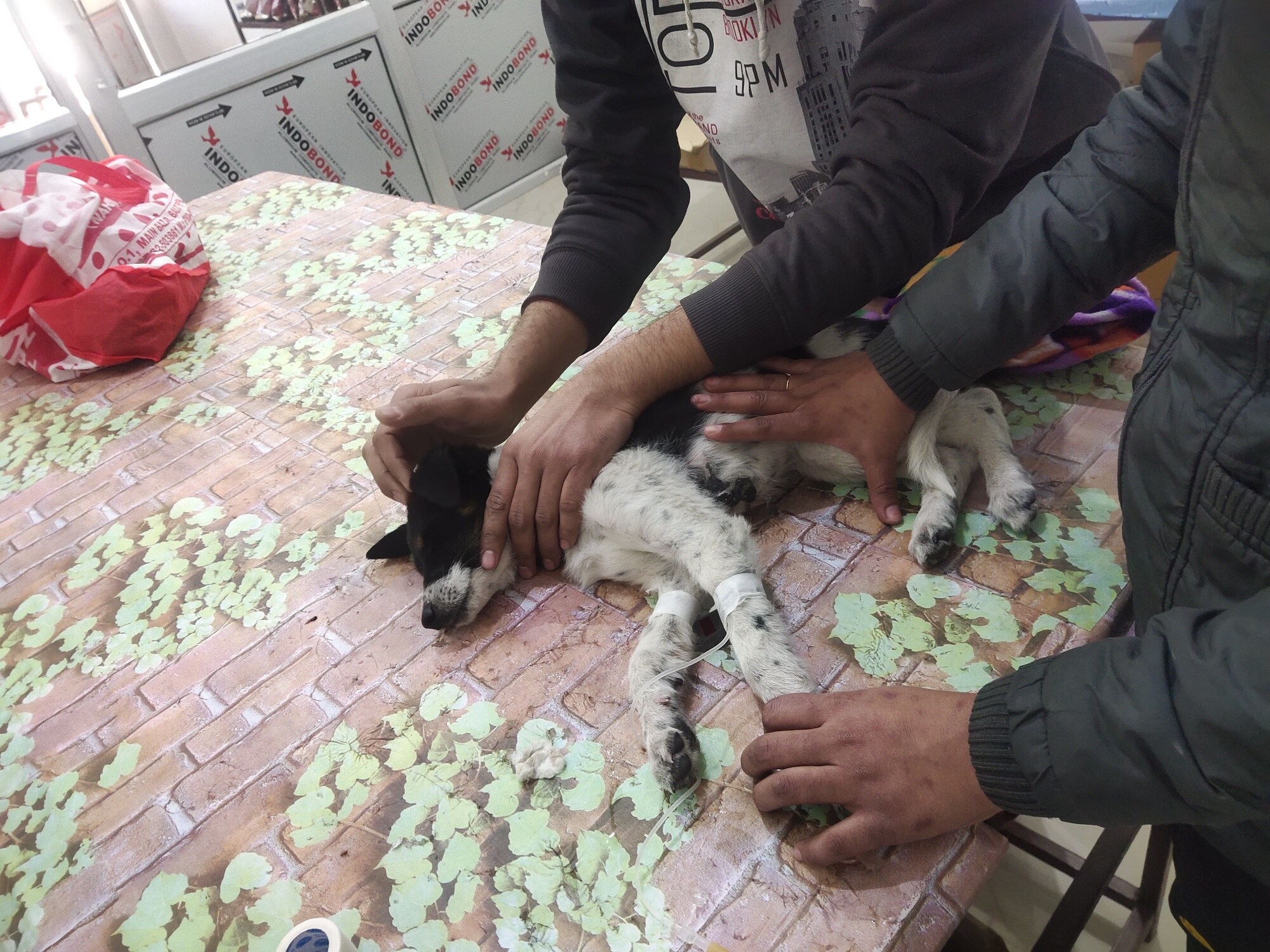 Top Pet Ambulance Services in Jammu Best Animal Ambulance Services