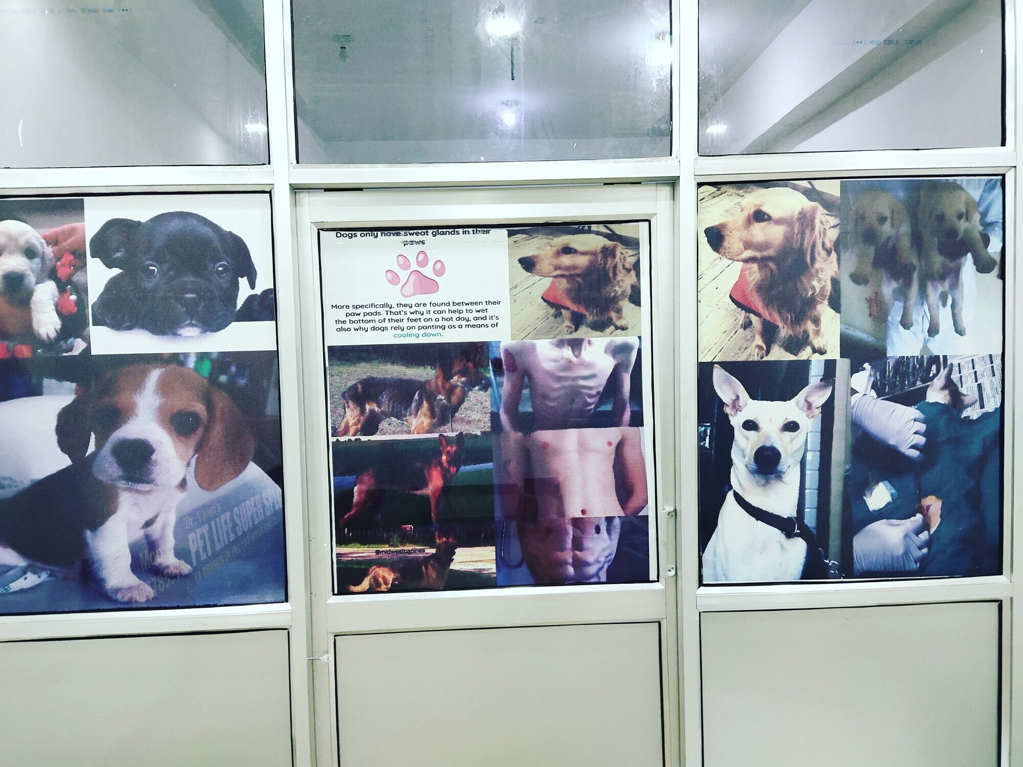 Top Pet Ambulance Services in Jammu Best Animal Ambulance Services