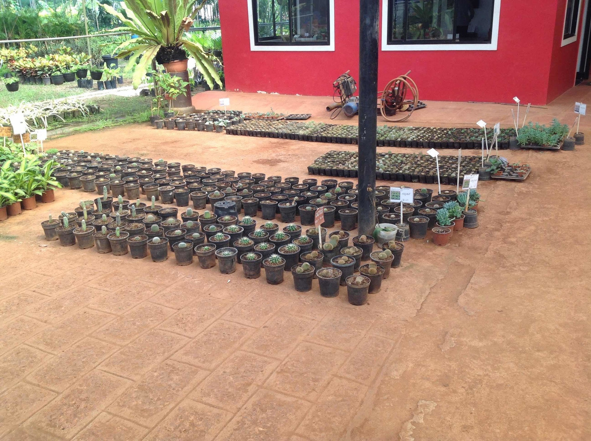 Top Plant Nurseries in Kundapura Best Nursery Plant Suppliers Udupi