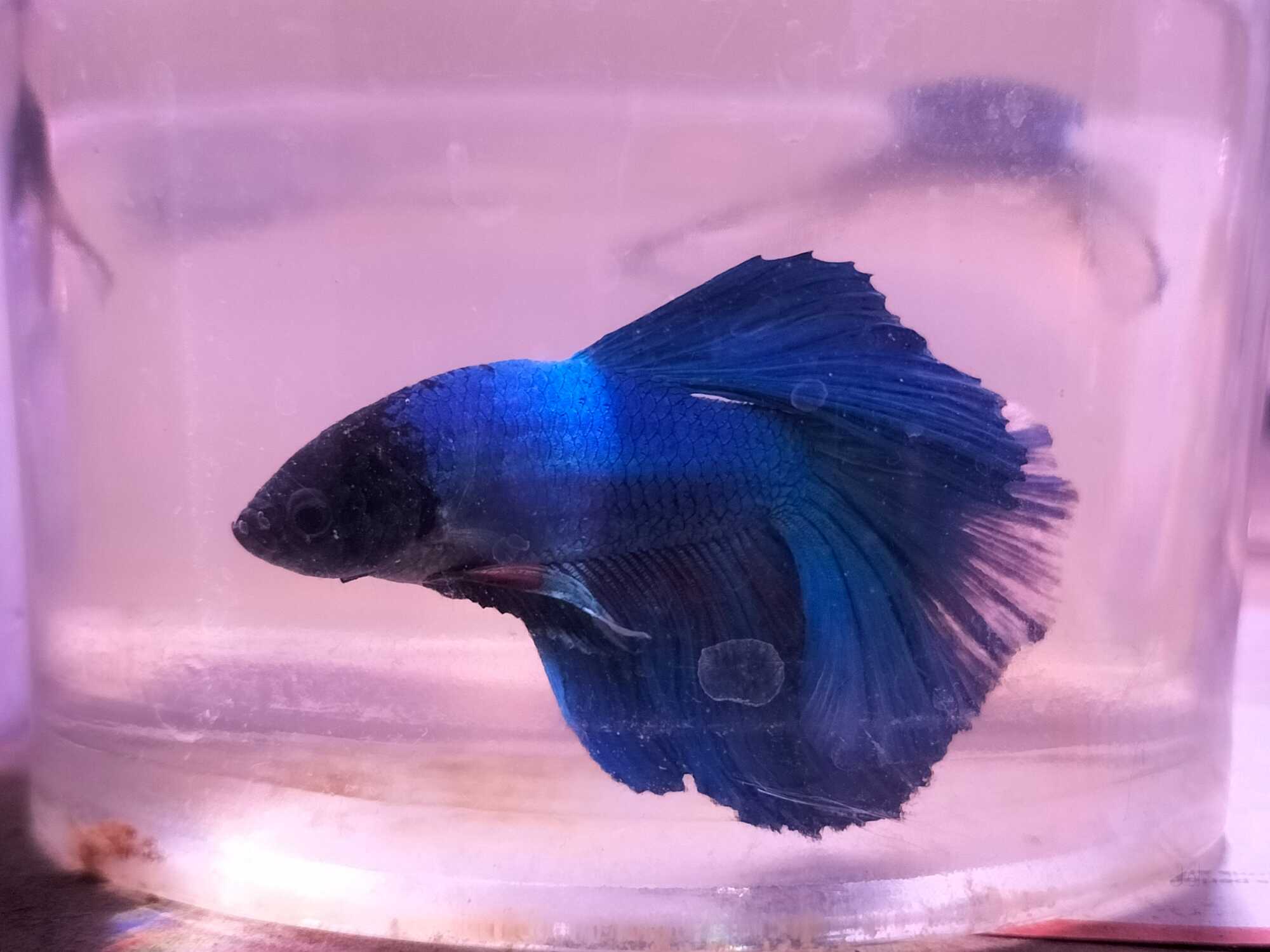 Sunsun Aquarium Filter Sun Sun Aquarium Filter Price Starting