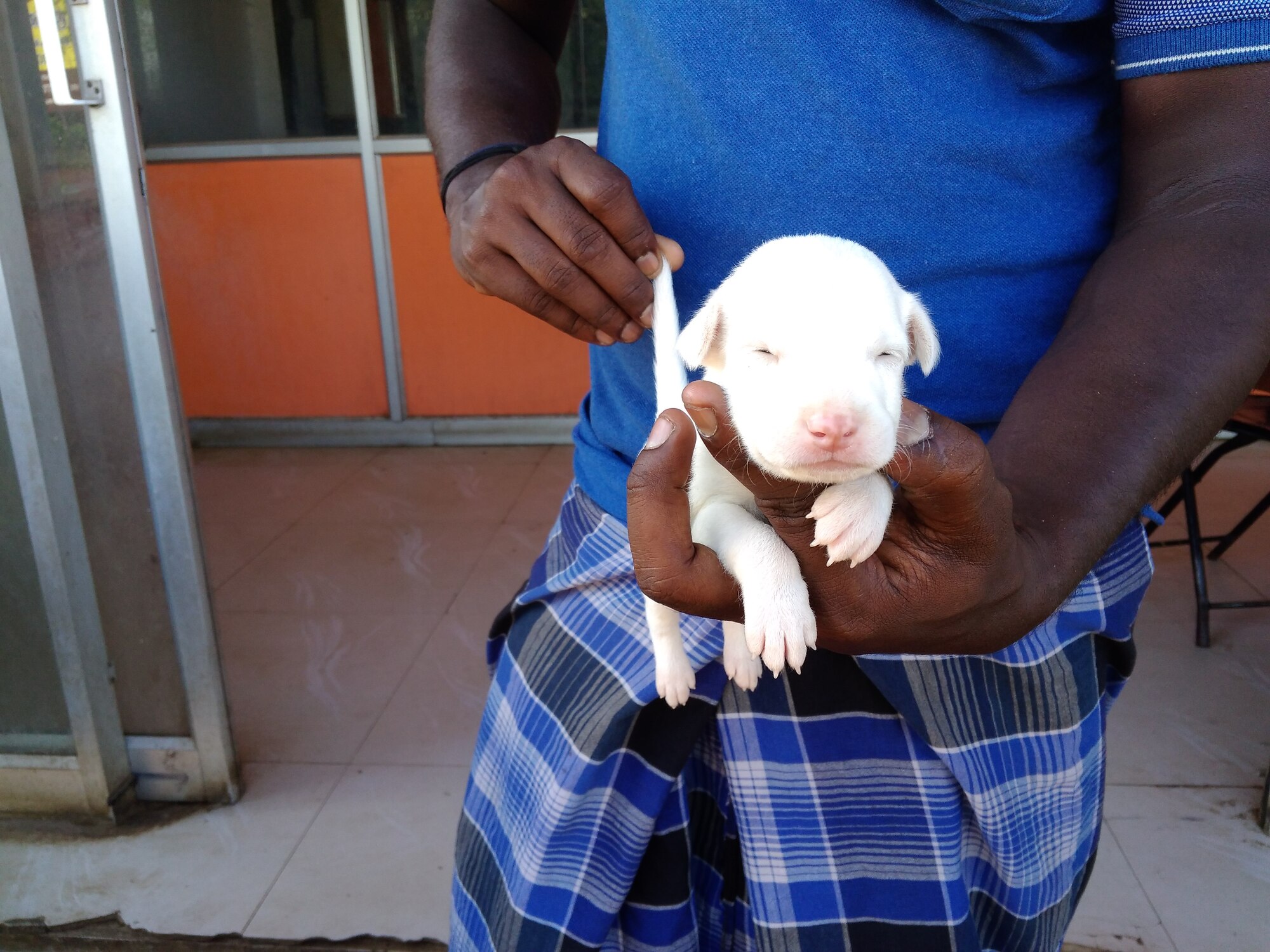 Rajapalayam Dog Puppy