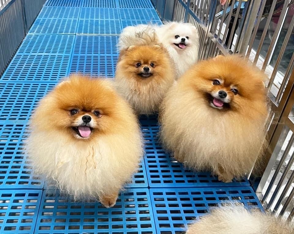 Top Pet Shops For Labrador Dog in Seethammadhara Best Labrador Dog Dealers Visakhapatnam