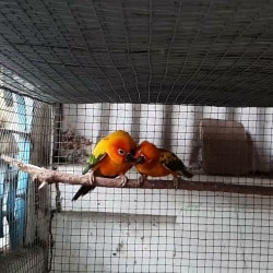 Exotic Lovebird Shop in Khowai West Tripura Best Pet Shops For Birds near me in West Tripura Justdial