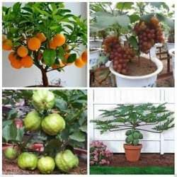 Buy 1m Bonsai Fruit Seeds Combo 2 Grapes Papaya Orange Guava Seeds Pack Multicolor Features Price Reviews Online In India Justdial