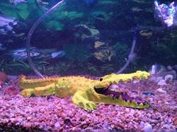 Buy Aquarium Decoration Item Aquarium Decorative Crocodile Air