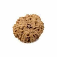 Lab Certified 10 Mukhi Rudraksh Bead ALDOMIN Natural Energized Ten Faced