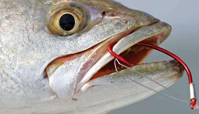 abe dumping box of fish food into koi pond TetraPond Spring & Fall Diet Fish Food main image 1